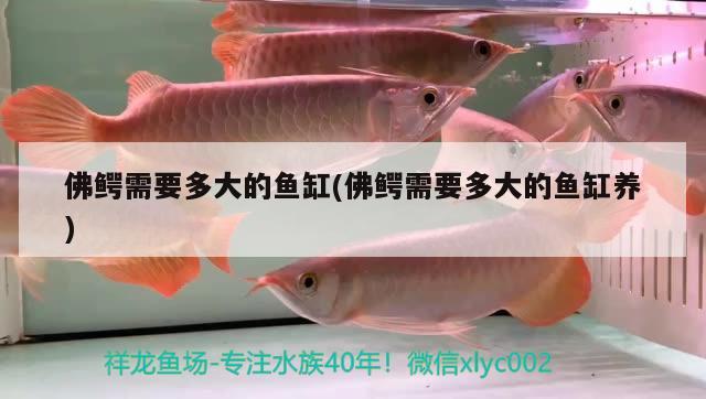 佛鱷需要多大的魚缸(佛鱷需要多大的魚缸養(yǎng)) 細線銀板魚苗