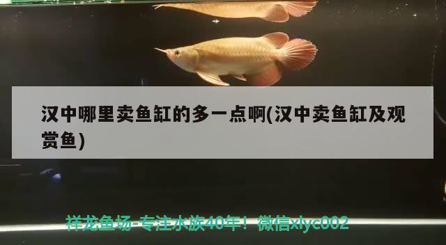 漢中哪里賣魚缸的多一點(diǎn)啊(漢中賣魚缸及觀賞魚) 巴西亞魚苗