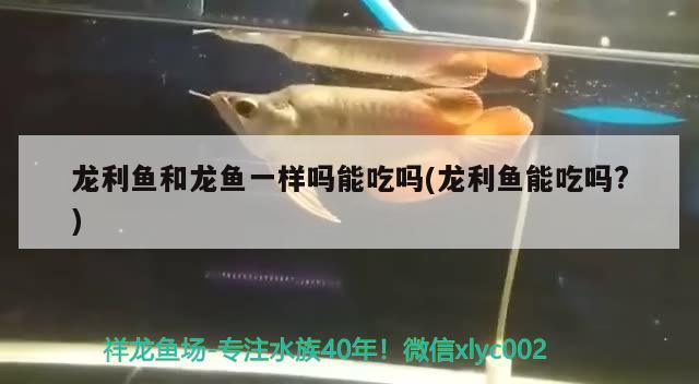 龍利魚和龍魚一樣嗎能吃嗎(龍利魚能吃嗎?) 圣菲埃及魚