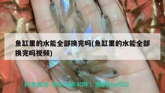 魚缸里的水能全部換完嗎(魚缸里的水能全部換完嗎視頻)