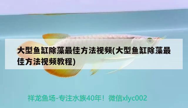 大型魚缸除藻最佳方法視頻(大型魚缸除藻最佳方法視頻教程)