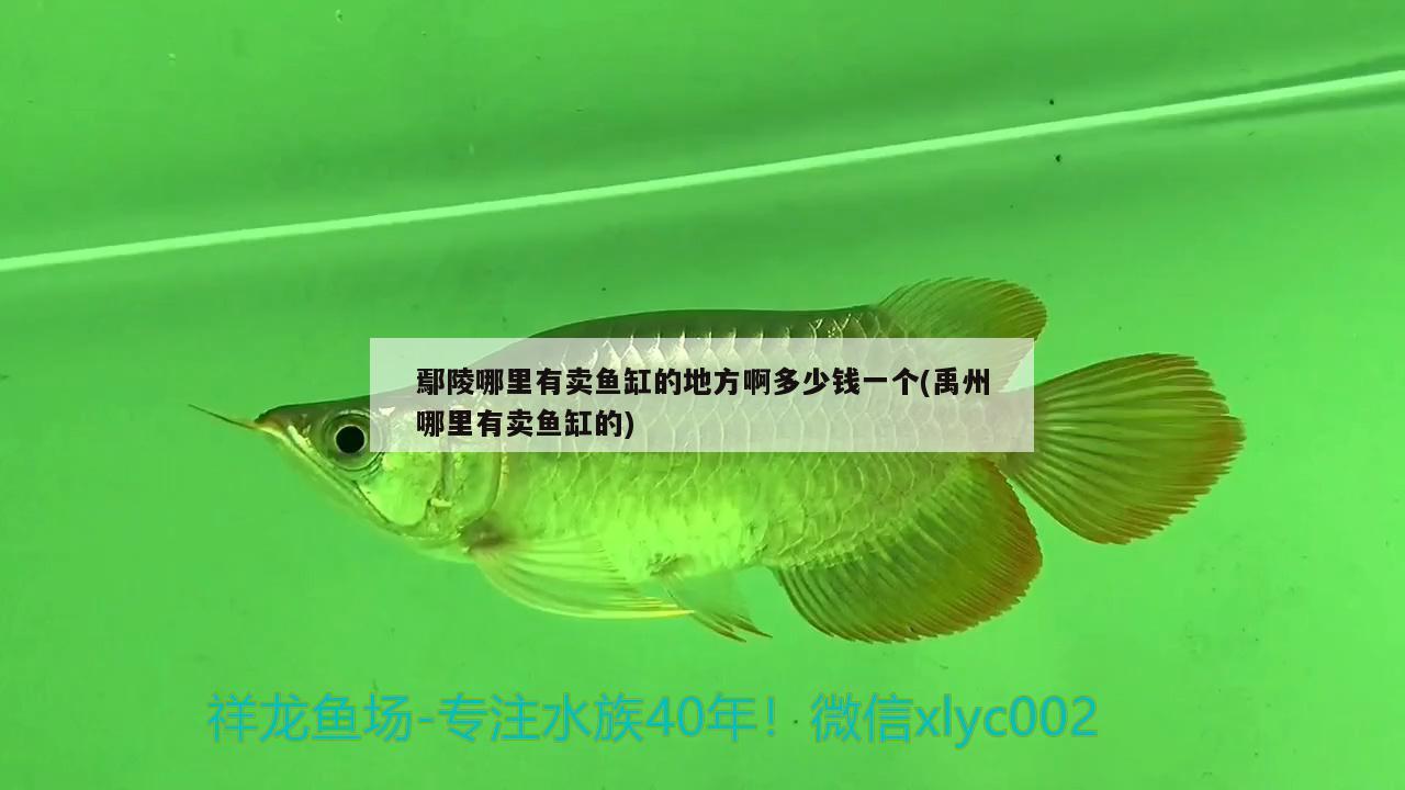 鄢陵哪里有賣魚缸的地方啊多少錢一個(禹州哪里有賣魚缸的) 金龍魚糧