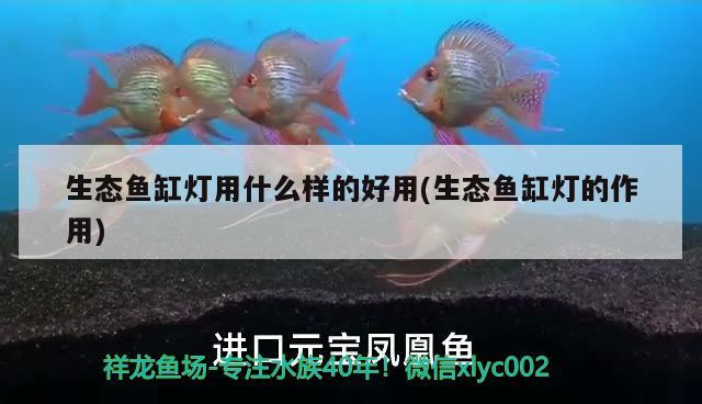 生態(tài)魚(yú)缸燈用什么樣的好用(生態(tài)魚(yú)缸燈的作用)