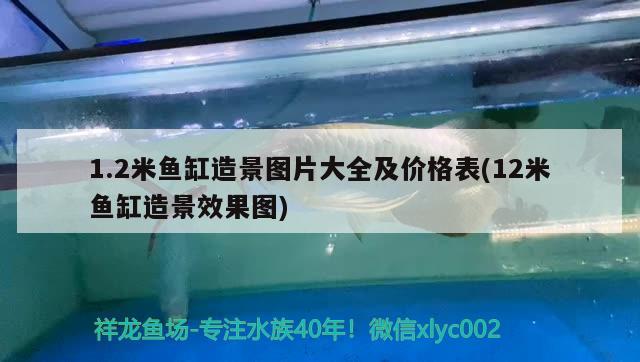 1.2米魚缸造景圖片大全及價格表(12米魚缸造景效果圖)