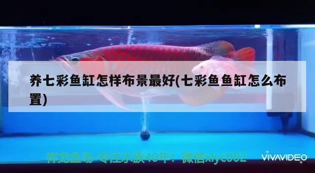 養(yǎng)七彩魚缸怎樣布景最好(七彩魚魚缸怎么布置) 水族維護(hù)服務(wù)（上門）