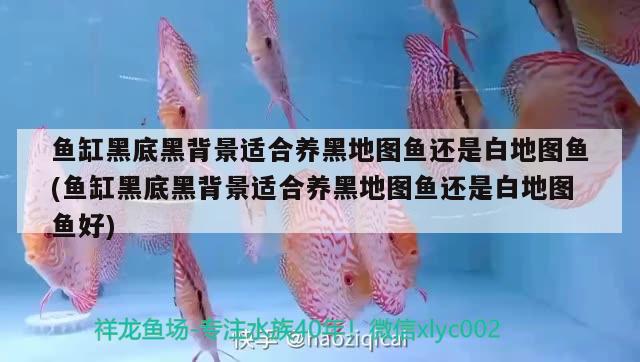 魚缸黑底黑背景適合養(yǎng)黑地圖魚還是白地圖魚(魚缸黑底黑背景適合養(yǎng)黑地圖魚還是白地圖魚好) 白子紅龍魚