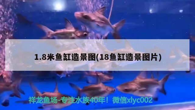 1.8米魚缸造景圖(18魚缸造景圖片) 翡翠鳳凰魚