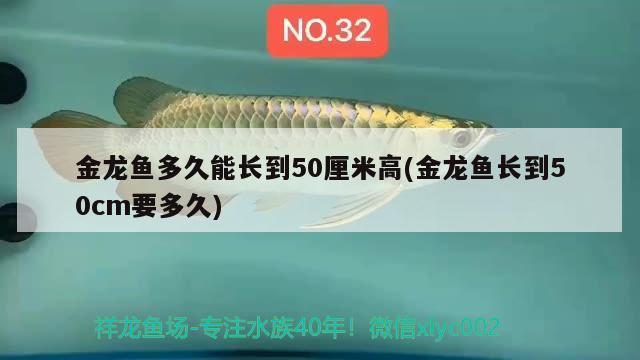 金龍魚多久能長到50厘米高(金龍魚長到50cm要多久)