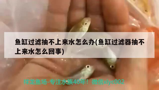 魚(yú)缸過(guò)濾抽不上來(lái)水怎么辦(魚(yú)缸過(guò)濾器抽不上來(lái)水怎么回事)