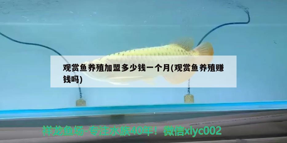 觀賞魚養(yǎng)殖加盟多少錢一個(gè)月(觀賞魚養(yǎng)殖賺錢嗎)