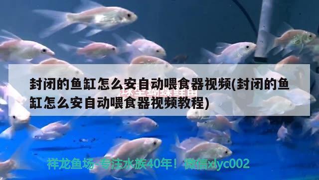 封閉的魚缸怎么安自動(dòng)喂食器視頻(封閉的魚缸怎么安自動(dòng)喂食器視頻教程)