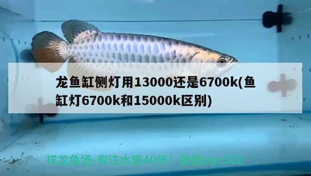 龍魚缸側(cè)燈用13000還是6700k(魚缸燈6700k和15000k區(qū)別) 孵化器