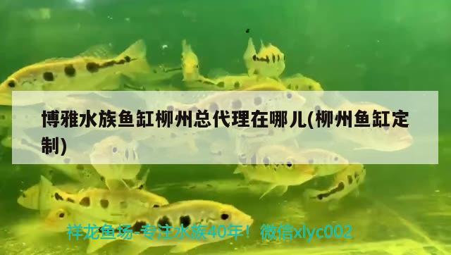 博雅水族魚缸柳州總代理在哪兒(柳州魚缸定制) 海象魚