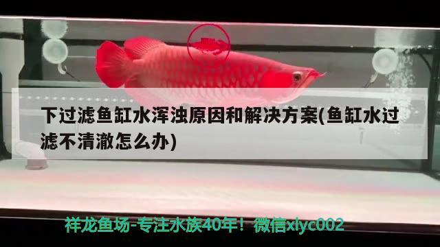 下過濾魚缸水渾濁原因和解決方案(魚缸水過濾不清澈怎么辦) 魚缸凈水劑