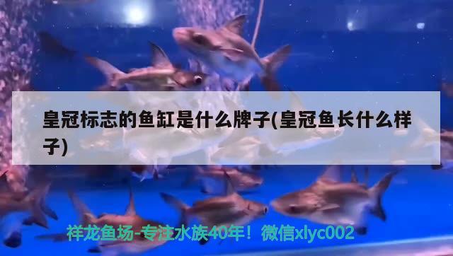 皇冠標(biāo)志的魚缸是什么牌子(皇冠魚長什么樣子) 黃鰭鯧魚