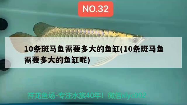 10條斑馬魚需要多大的魚缸(10條斑馬魚需要多大的魚缸呢)