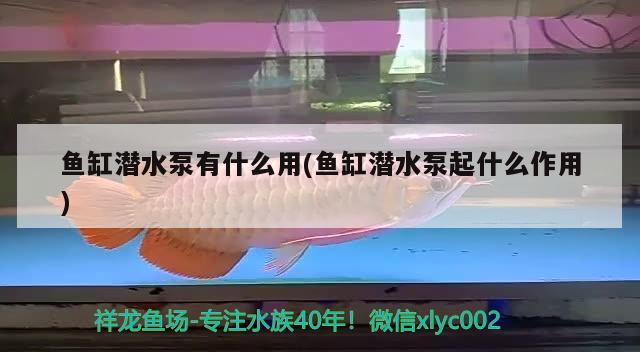 魚缸潛水泵有什么用(魚缸潛水泵起什么作用) 野彩魚