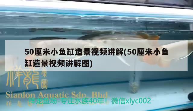 50厘米小魚缸造景視頻講解(50厘米小魚缸造景視頻講解圖) 七紋巨鯉魚