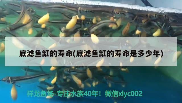 底濾魚缸的壽命(底濾魚缸的壽命是多少年)