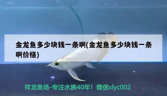 金龍魚多少塊錢一條啊(金龍魚多少塊錢一條啊價(jià)格)