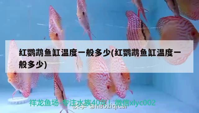 紅鸚鵡魚(yú)缸溫度一般多少(紅鸚鵡魚(yú)缸溫度一般多少) 鸚鵡魚(yú)