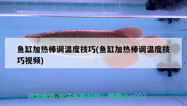 魚缸加熱棒調(diào)溫度技巧(魚缸加熱棒調(diào)溫度技巧視頻) 豹紋夫魚苗