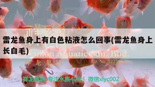 雷龍魚身上有白色粘液怎么回事(雷龍魚身上長白毛) 龍魚專用燈