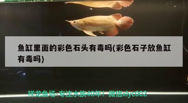 魚缸里面的彩色石頭有毒嗎(彩色石子放魚缸有毒嗎)