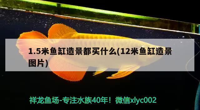 1.5米魚(yú)缸造景都買(mǎi)什么(12米魚(yú)缸造景圖片)