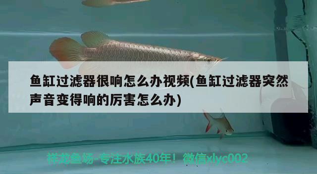 魚缸過濾器很響怎么辦視頻(魚缸過濾器突然聲音變得響的厲害怎么辦) 魚缸風水