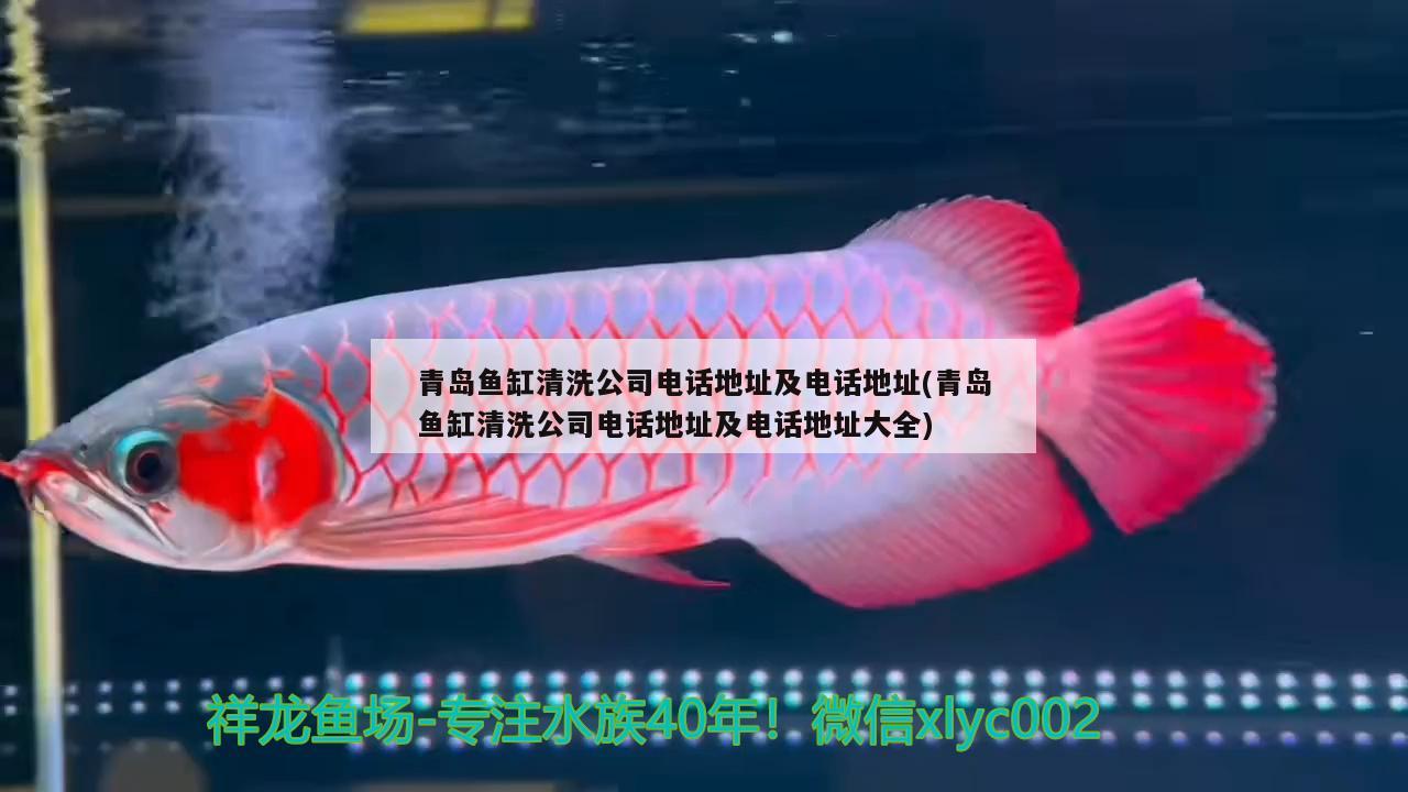 青島魚缸清洗公司電話地址及電話地址(青島魚缸清洗公司電話地址及電話地址大全) 暹羅巨鯉