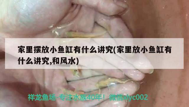 家里擺放小魚缸有什么講究(家里放小魚缸有什么講究,和風(fēng)水) 魚缸風(fēng)水