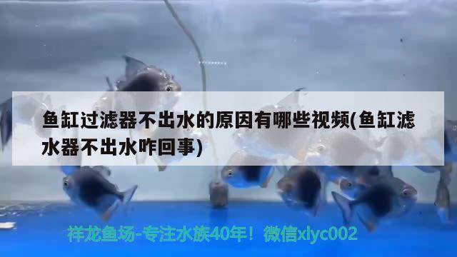 魚缸過(guò)濾器不出水的原因有哪些視頻(魚缸濾水器不出水咋回事) 帝王血鉆