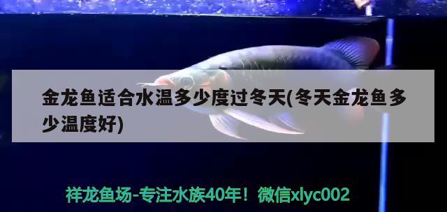 金龍魚適合水溫多少度過冬天(冬天金龍魚多少溫度好) 七紋巨鯉魚