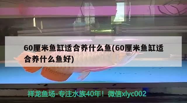 60厘米魚缸適合養(yǎng)什么魚(60厘米魚缸適合養(yǎng)什么魚好) 金龍魚百科