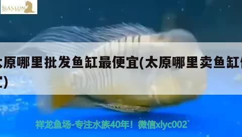 太原哪里批發(fā)魚缸最便宜(太原哪里賣魚缸便宜)