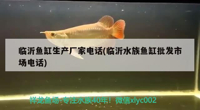 臨沂魚缸生產(chǎn)廠家電話(臨沂水族魚缸批發(fā)市場(chǎng)電話) 觀賞魚市場(chǎng)