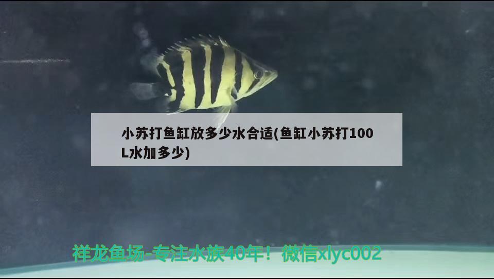 小蘇打魚缸放多少水合適(魚缸小蘇打100L水加多少) 黑桃A魚苗