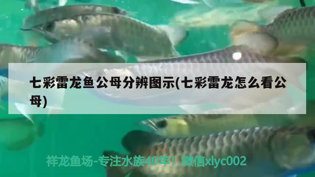 七彩雷龍魚公母分辨圖示(七彩雷龍怎么看公母) 國產(chǎn)元寶鳳凰魚