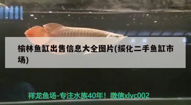 榆林魚缸出售信息大全圖片(綏化二手魚缸市場(chǎng))