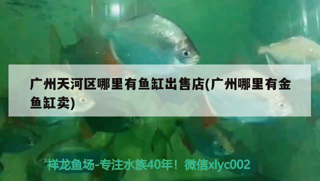 廣州天河區(qū)哪里有魚缸出售店(廣州哪里有金魚缸賣) 一眉道人魚