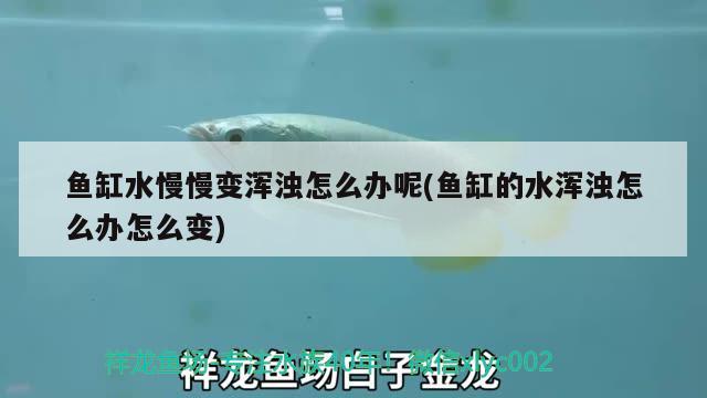 魚缸水慢慢變渾濁怎么辦呢(魚缸的水渾濁怎么辦怎么變) 財神鸚鵡魚