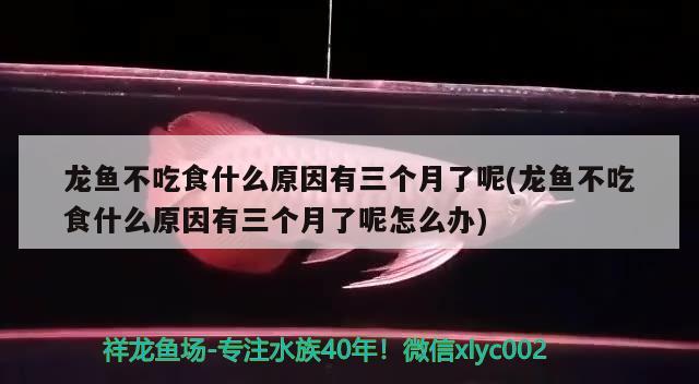 龍魚不吃食什么原因有三個(gè)月了呢(龍魚不吃食什么原因有三個(gè)月了呢怎么辦) 觀賞魚市場