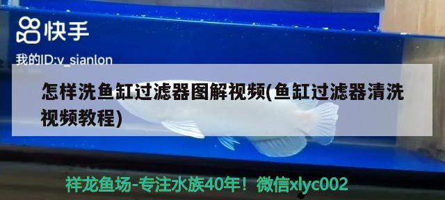 怎樣洗魚缸過濾器圖解視頻(魚缸過濾器清洗視頻教程) 觀賞蝦蟹等飼料