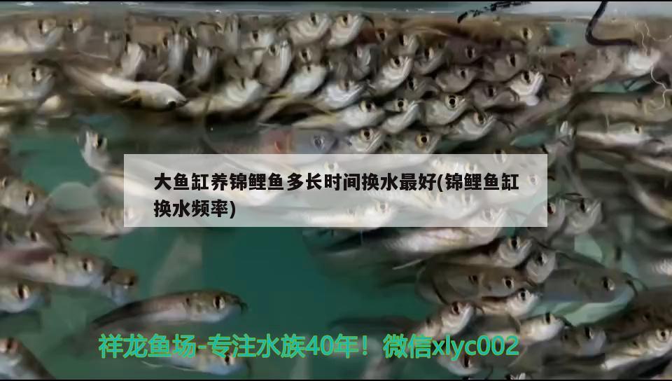 大魚缸養(yǎng)錦鯉魚多長時間換水最好(錦鯉魚缸換水頻率) 水族品牌