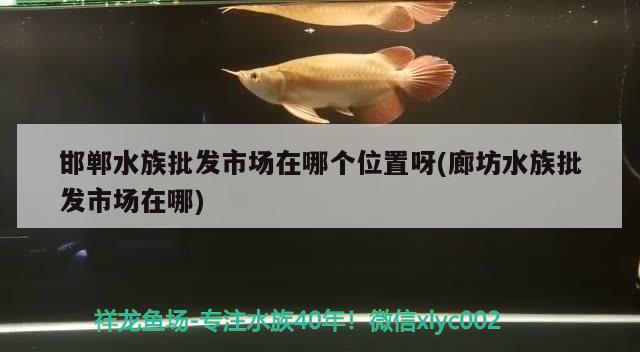 邯鄲水族批發(fā)市場(chǎng)在哪個(gè)位置呀(廊坊水族批發(fā)市場(chǎng)在哪) 觀賞魚水族批發(fā)市場(chǎng)