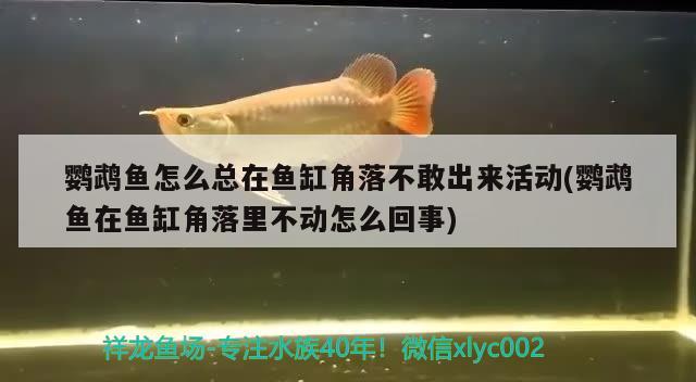 鸚鵡魚怎么總在魚缸角落不敢出來(lái)活動(dòng)(鸚鵡魚在魚缸角落里不動(dòng)怎么回事)