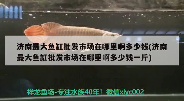 濟南最大魚缸批發(fā)市場在哪里啊多少錢(濟南最大魚缸批發(fā)市場在哪里啊多少錢一斤) 一眉道人魚