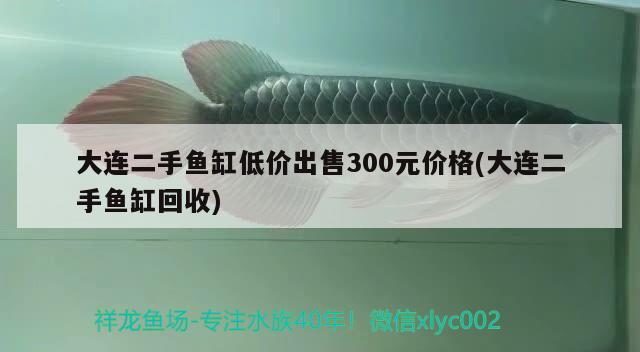 大連二手魚(yú)缸低價(jià)出售300元價(jià)格(大連二手魚(yú)缸回收) 短身紅龍魚(yú)