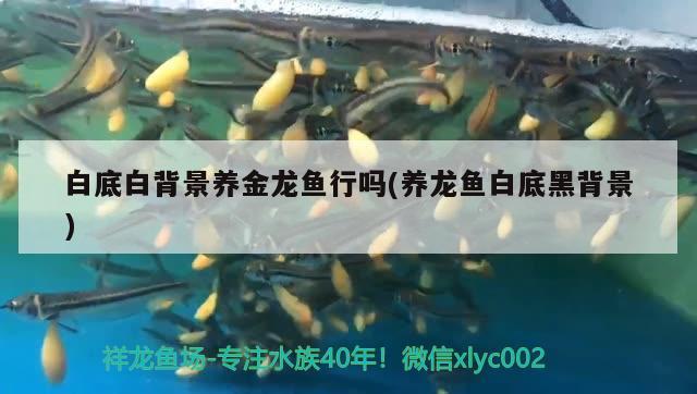 白底白背景養(yǎng)金龍魚行嗎(養(yǎng)龍魚白底黑背景)